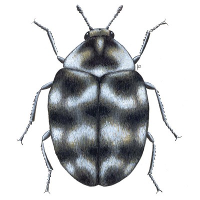 Anthrenus-spp