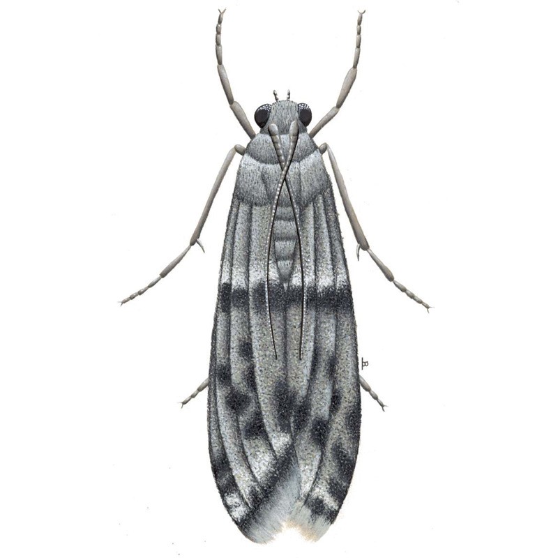 biscuit beetle biscuit beetle