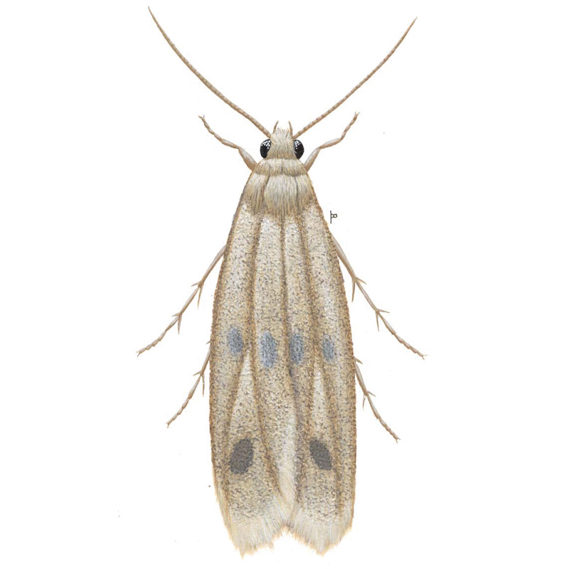 Case bearing moth hotsell