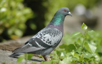 Revoked General licences for bird control: next steps to apply online Revoked General licences for bird control: next steps to apply online