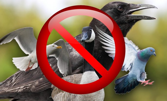 General licences for bird control
