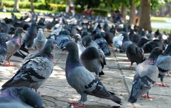 2019_KG_392_Bird-Control-License-BLOG-Post