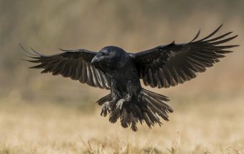 Bird control licences Bird control licences