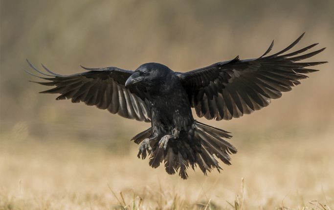 Bird control licences