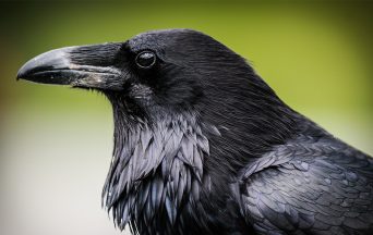 Crow-Licensing-Product-NewsDesk-JUNE_2019-1070x675px