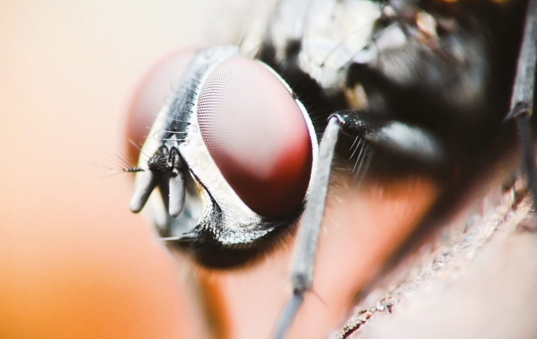 Fly-1068×674