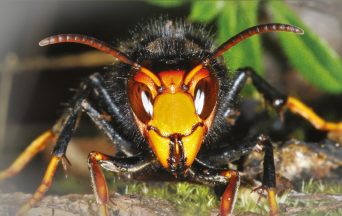 ASIAN HORNET_NEWSDESK JULY 2019_1070x675