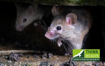 CRRU-Mice-Stewardship-NewsDesk-JULY_2019-1070x675px