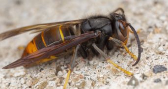 Real Vespa Velutina Macro