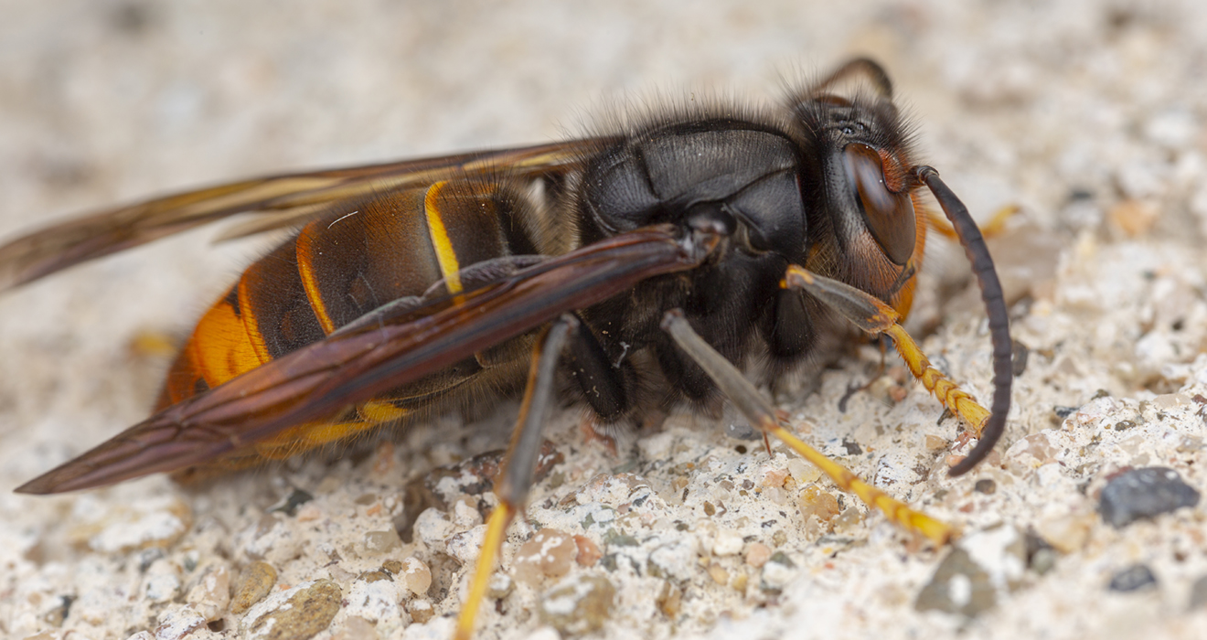 Real Vespa Velutina Macro