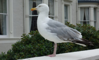 Gull-License-email-graphic2