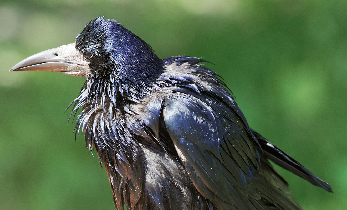 2020_KG_XXX_Keeping-you-informed—Scotland-Wild-Birds-email-1320x800px
