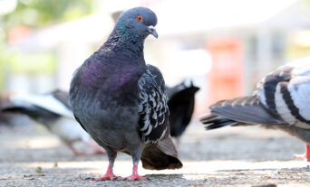 Wild-Birds-Gen-License-email-image-1320x800px