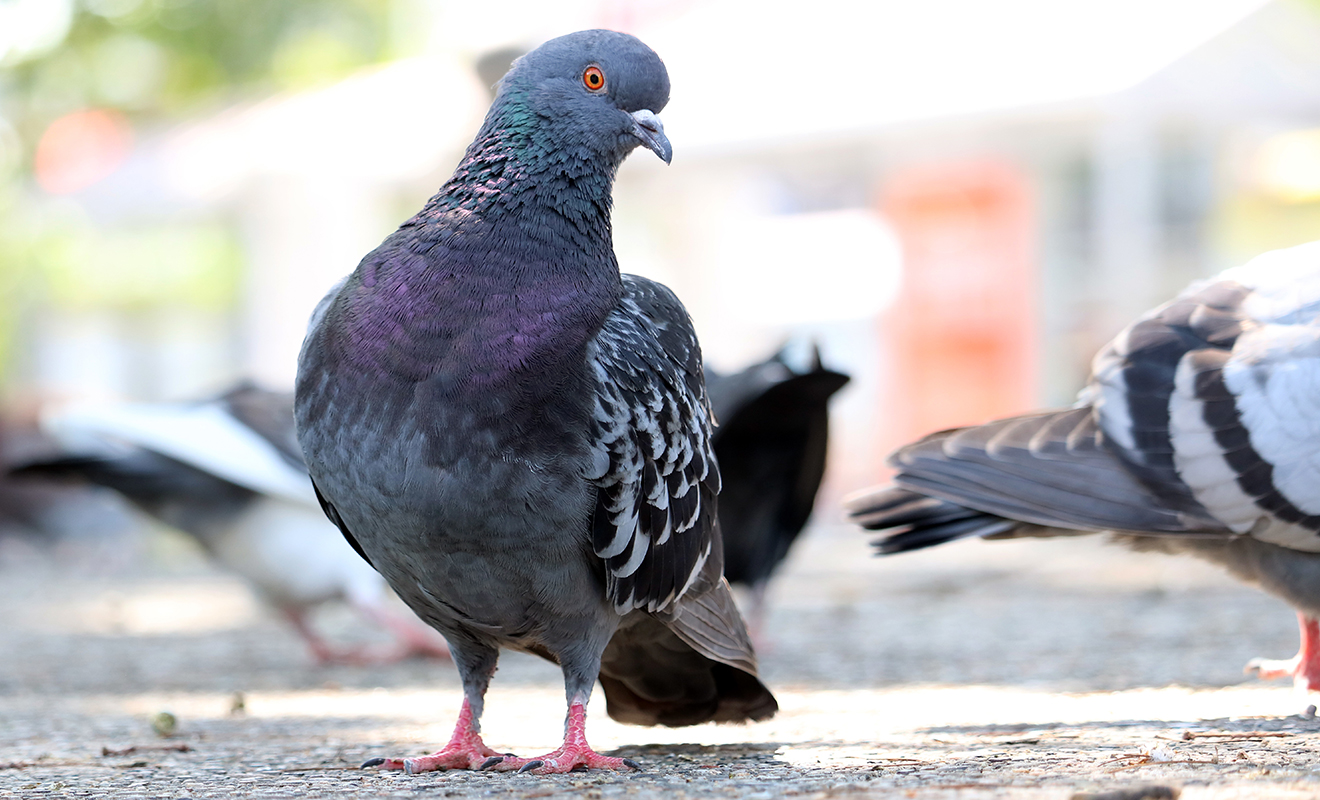 Wild-Birds-Gen-License-email-image-1320x800px