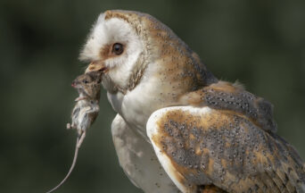 Rodenticide regime calls for no exceptions bad apples or excuses Rodenticide regime calls for no exceptions bad apples or excuses