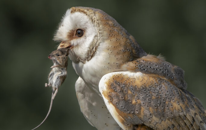 Rodenticide regime calls for no exceptions bad apples or excuses