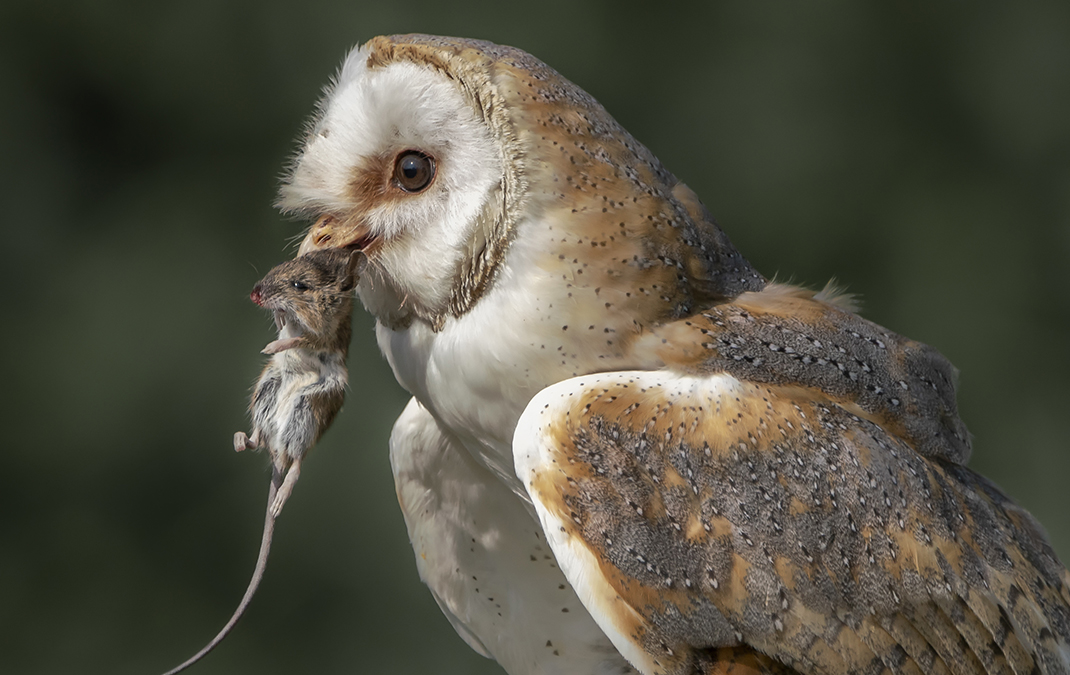 Rodenticide regime calls for no exceptions bad apples or excuses