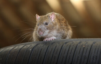 Does Your Vehicle Have Unexpected Passengers?