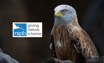 RSPB-BIRD-Crime-KYI-OCT_2020-1320x800px