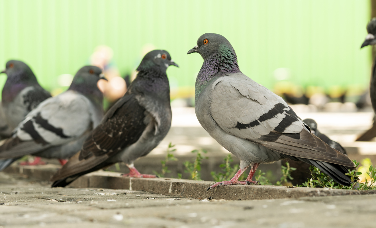 Defra has published three new general licences for the control of wild birds, ahead of them coming into force on 1 January 2021.