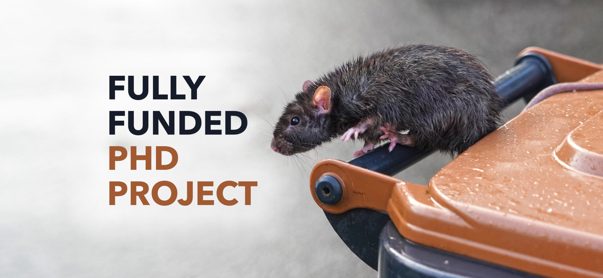 Understanding the role of rodent niche in dissemination of pathogens and antimicrobial resistance