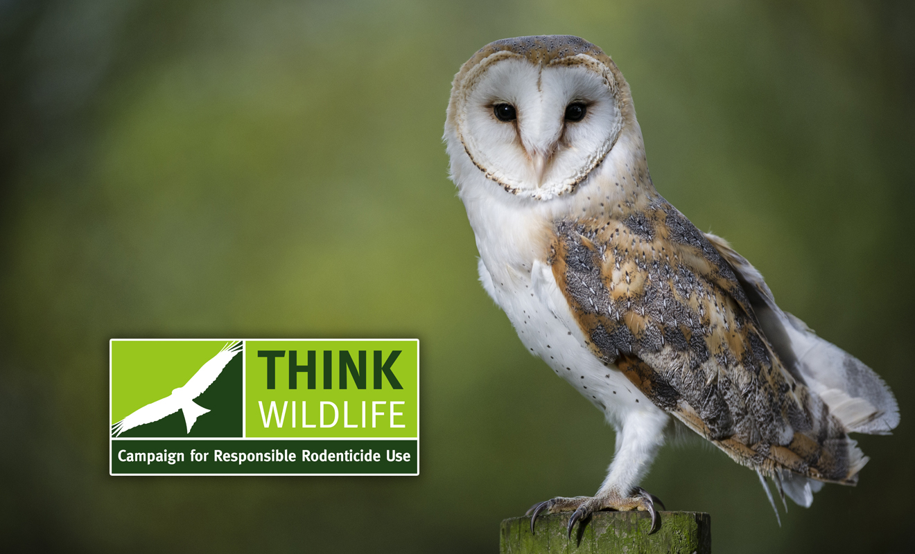 New barn owl study finds improved breeding performance