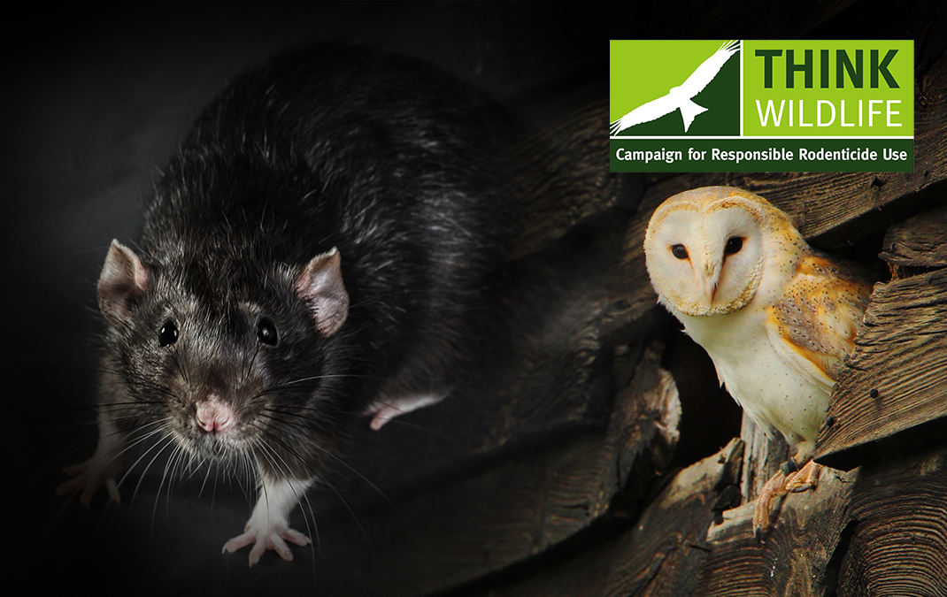 Legal teeth and rodent control update in 2021 Code of Best Practice to tackle “stubbornly static” rodenticide residues in barn owls