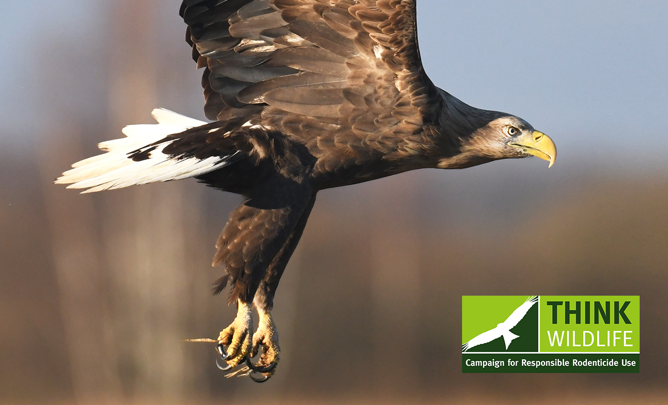 Rare UK eagle’s rodenticide death shines spotlight on need for responsible rodent control