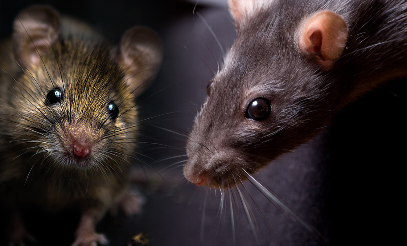 Glue Traps (Offences) Bill passes third and final reading in England