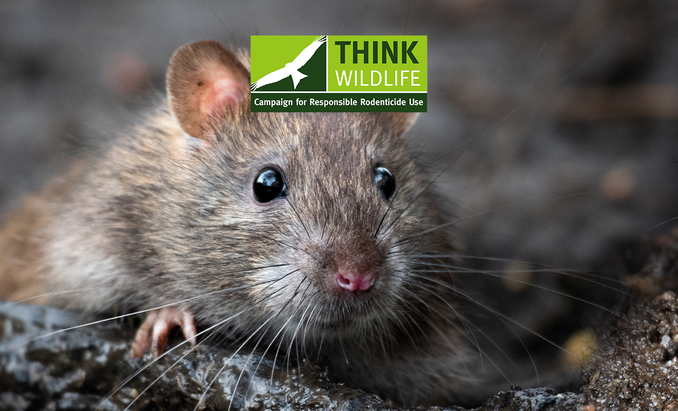 Ending use of second generation anticoagulant rodenticidesbromadiolone and difenacoum away from buildings