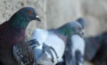 2025 general licences for bird management