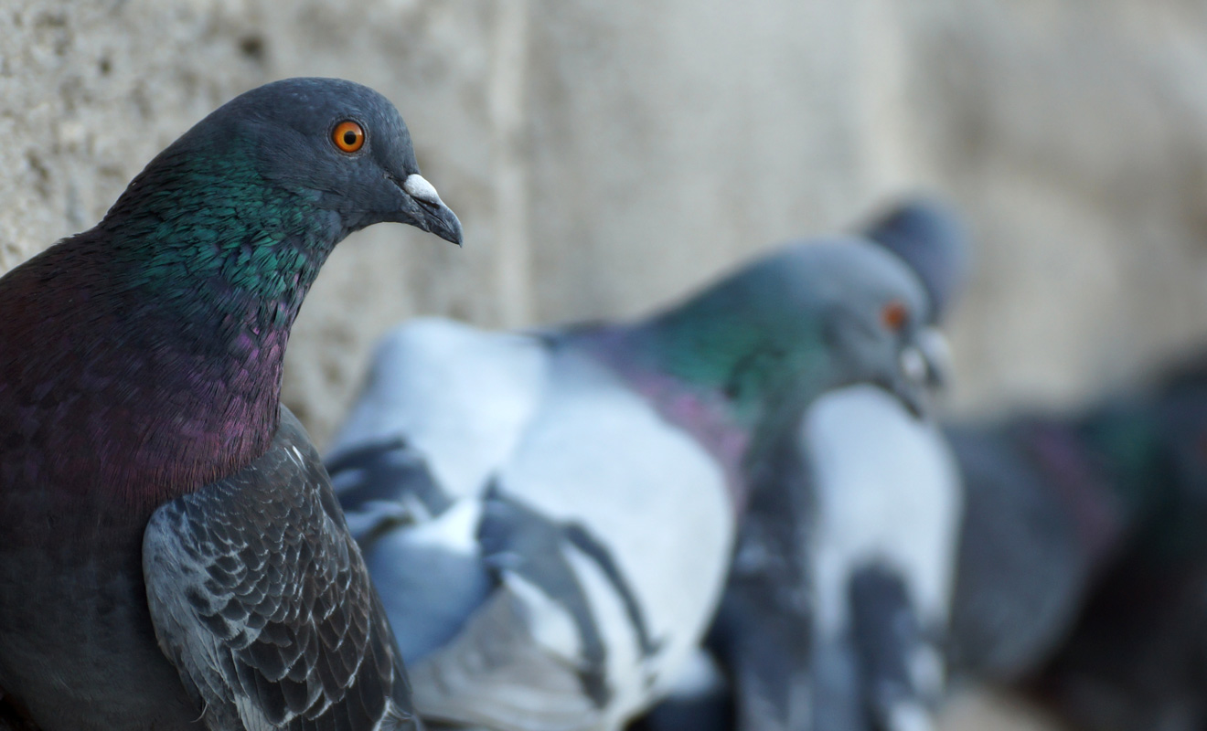 2025 general licences for bird management