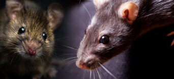 Rodent Glue Traps banned in Scotland on 1st July 2026